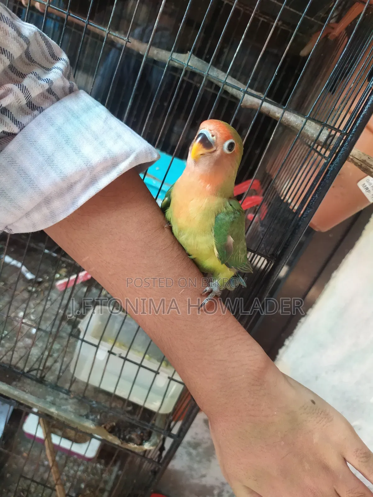 Love Birds