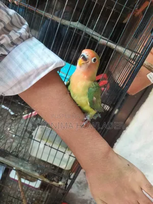 Love Birds