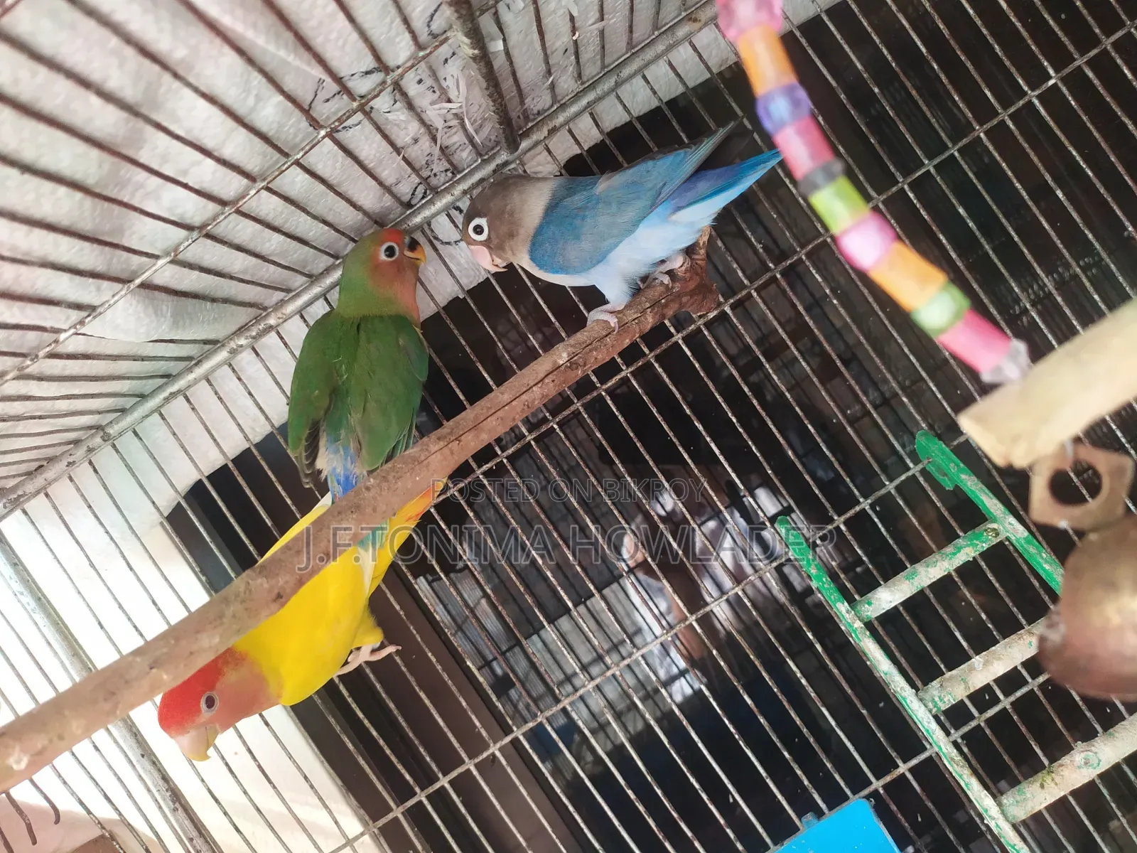 Love Birds