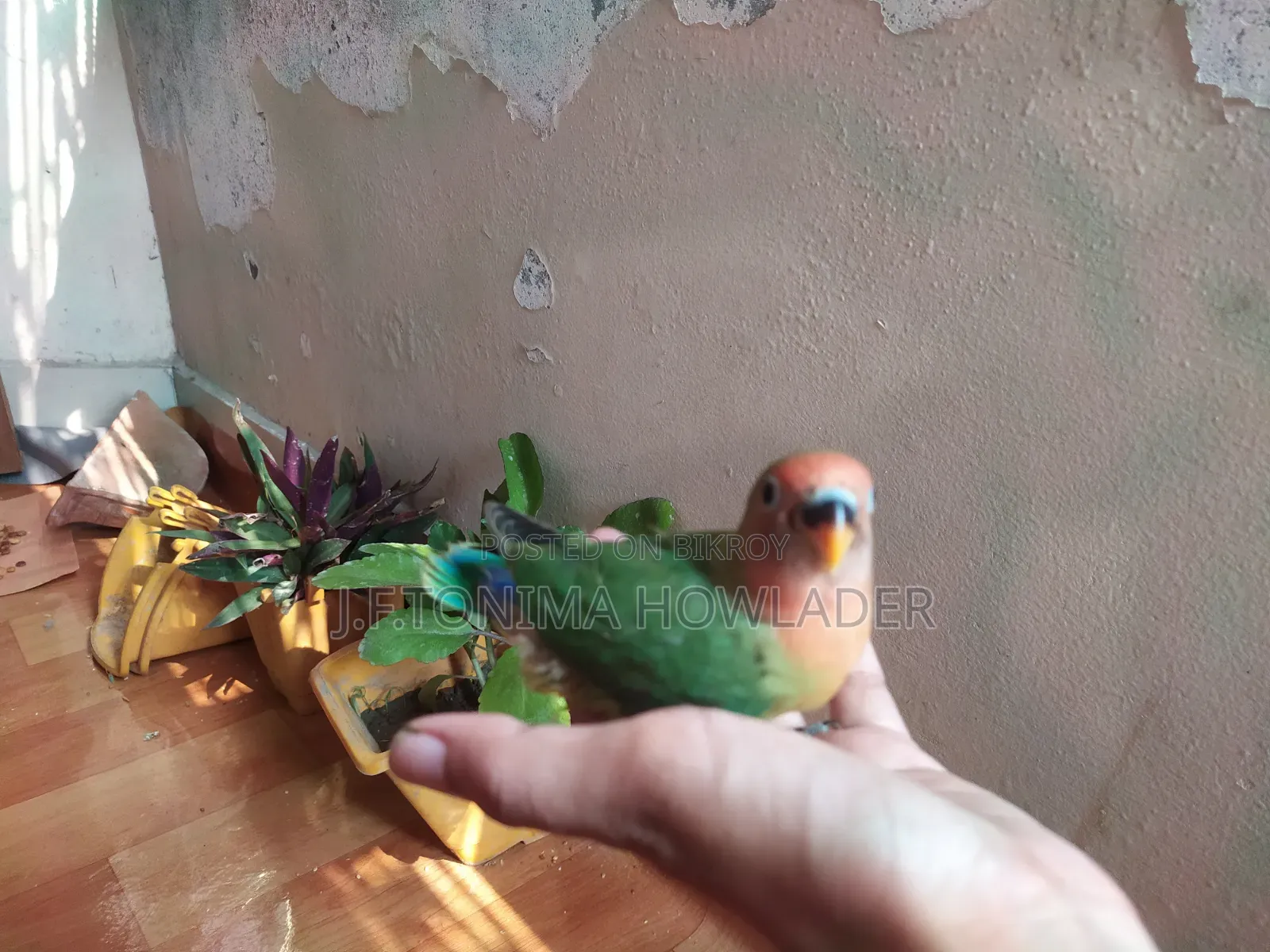 Love Birds