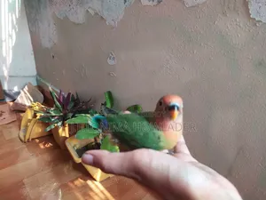 Love Birds