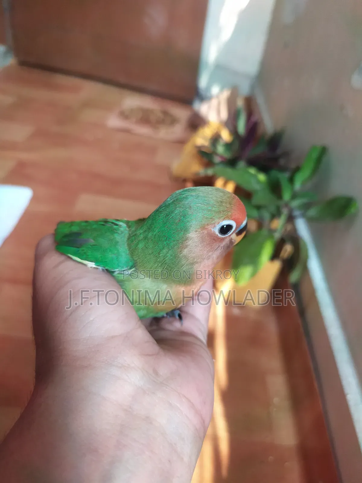 Love Birds