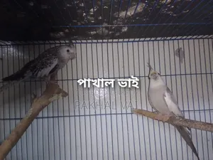 ককাটেল জোড়া