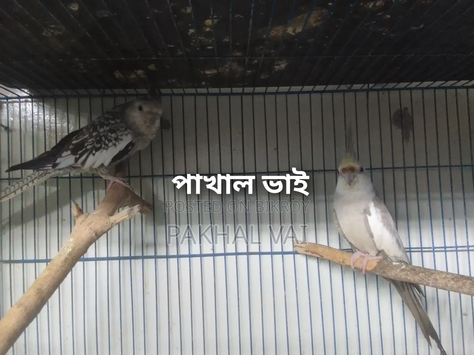 ককাটেল জোড়া