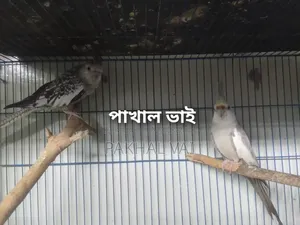 ককাটেল জোড়া