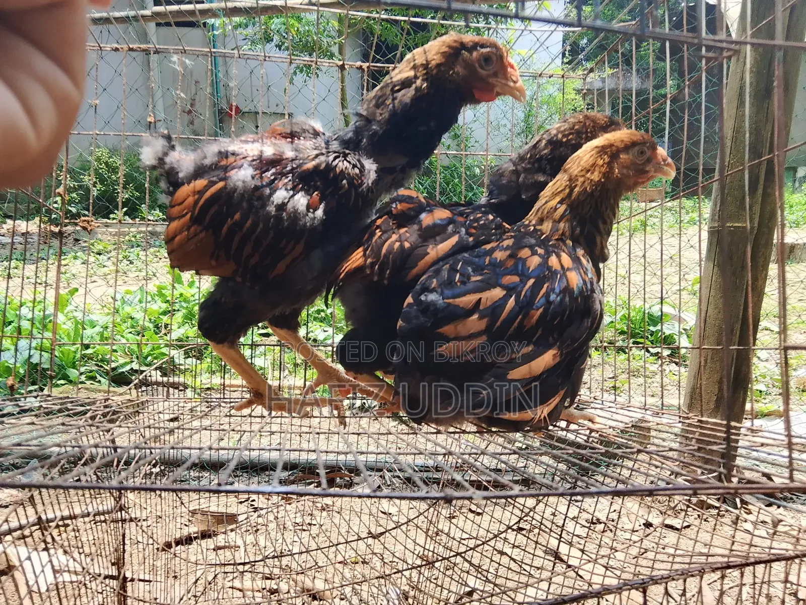 সৌখিন মুরগী