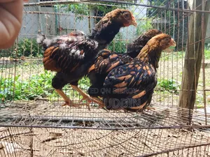 সৌখিন মুরগী