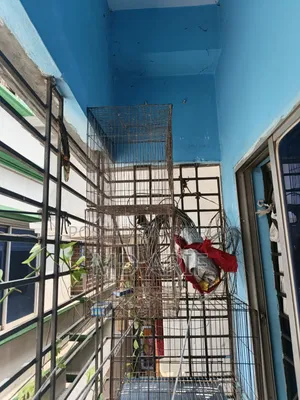 3 cages for sale