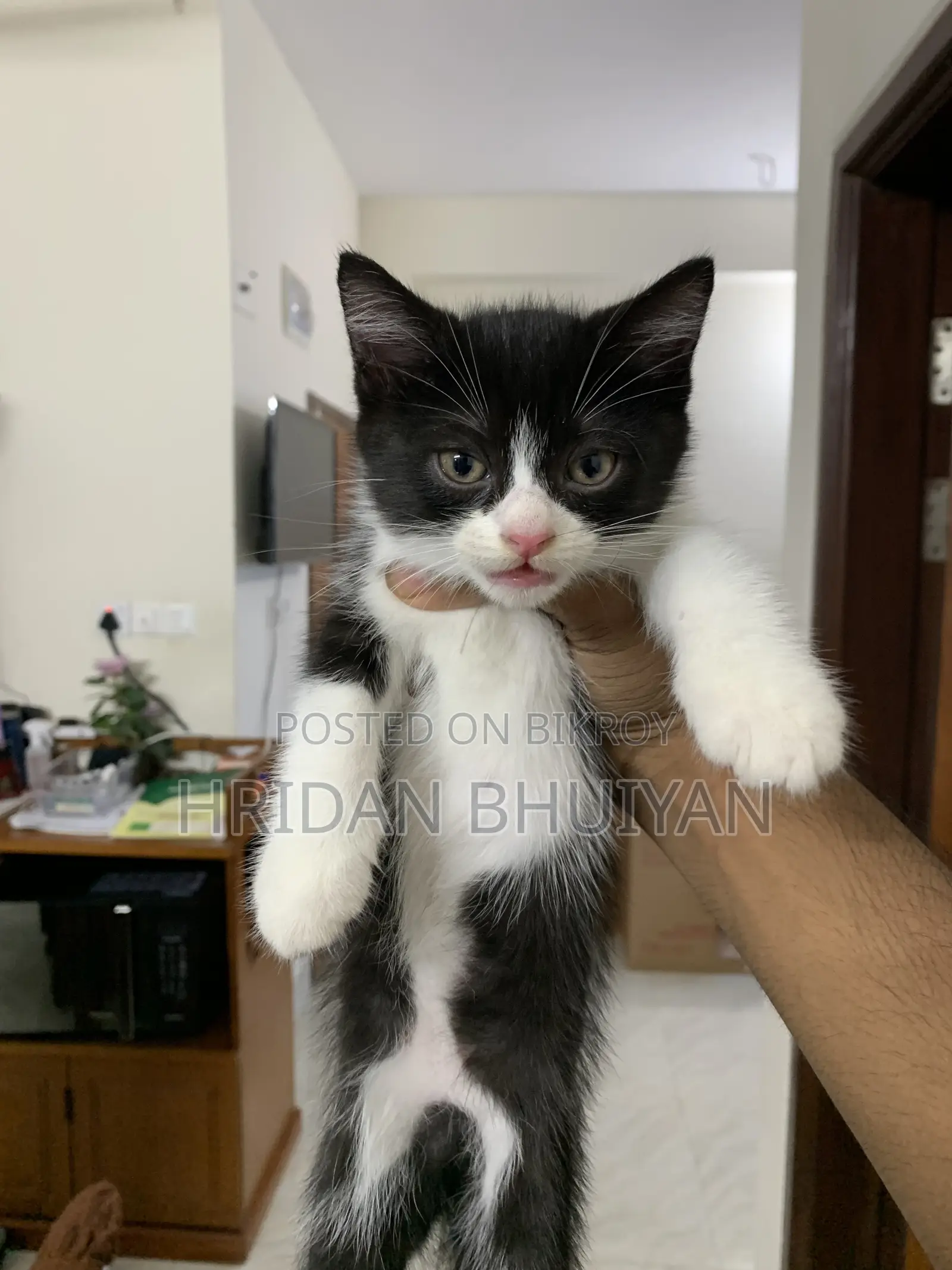 1-3 Months Male Mixed Breed Persian