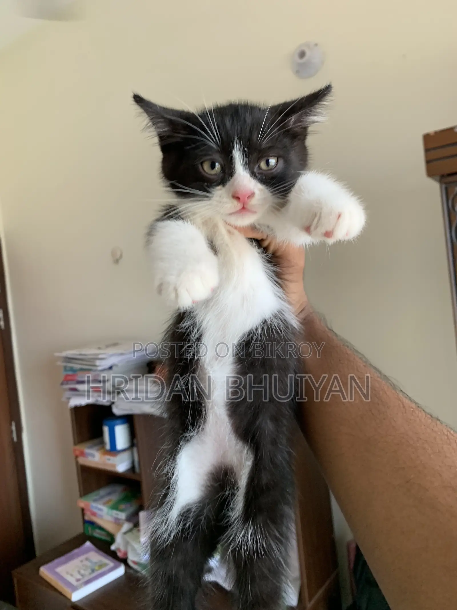 1-3 Months Male Mixed Breed Persian
