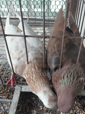 ১ জোড়া কবুতর পাখি বিক্রি করা হবে।