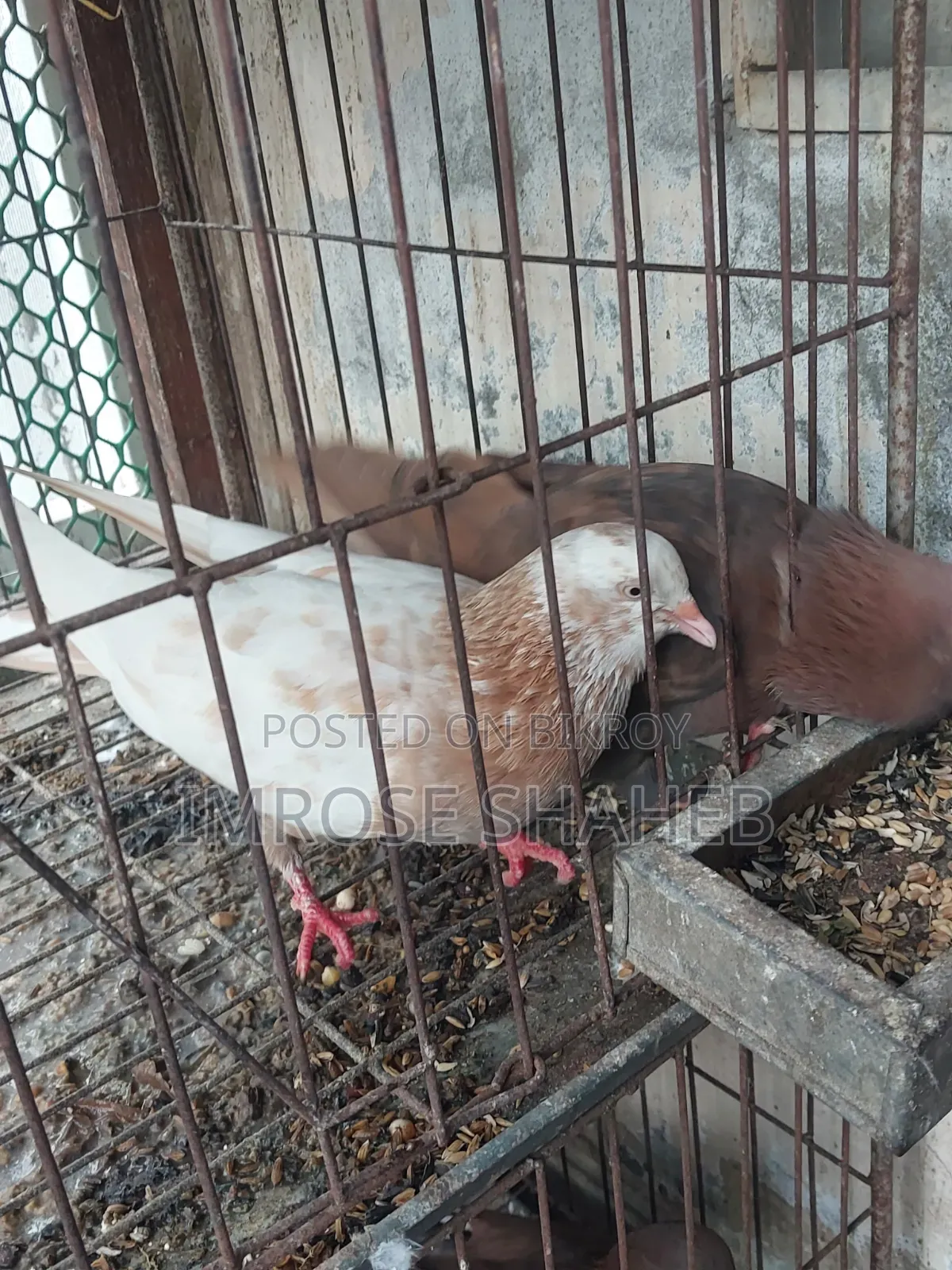 1 Pair of Pigeon Birds for Sale.
