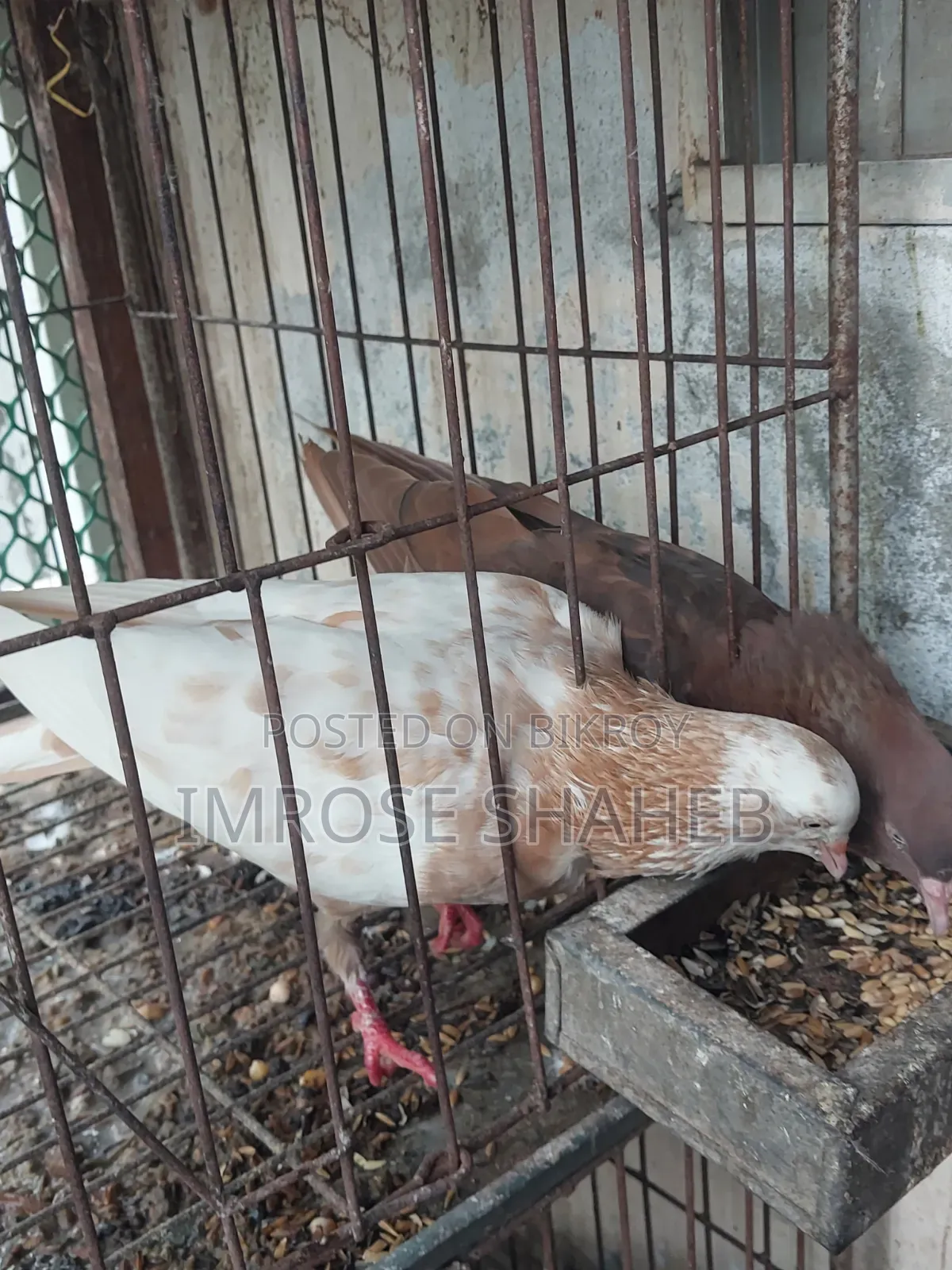 1 Pair of Pigeon Birds for Sale.