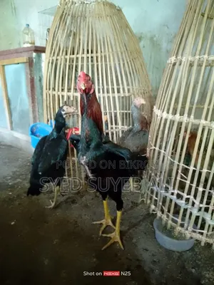 আছিল সরালি
