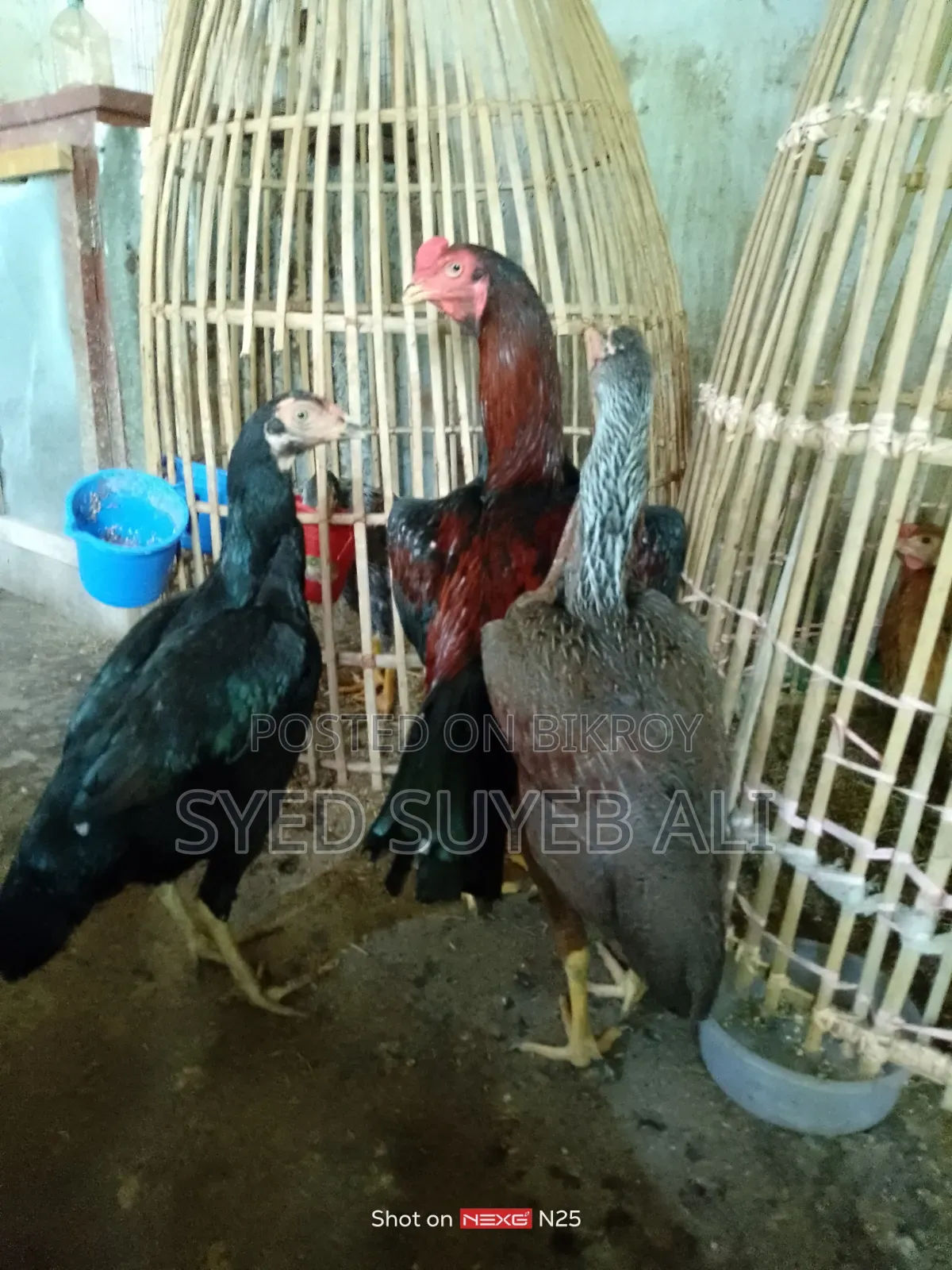 আছিল সরালি