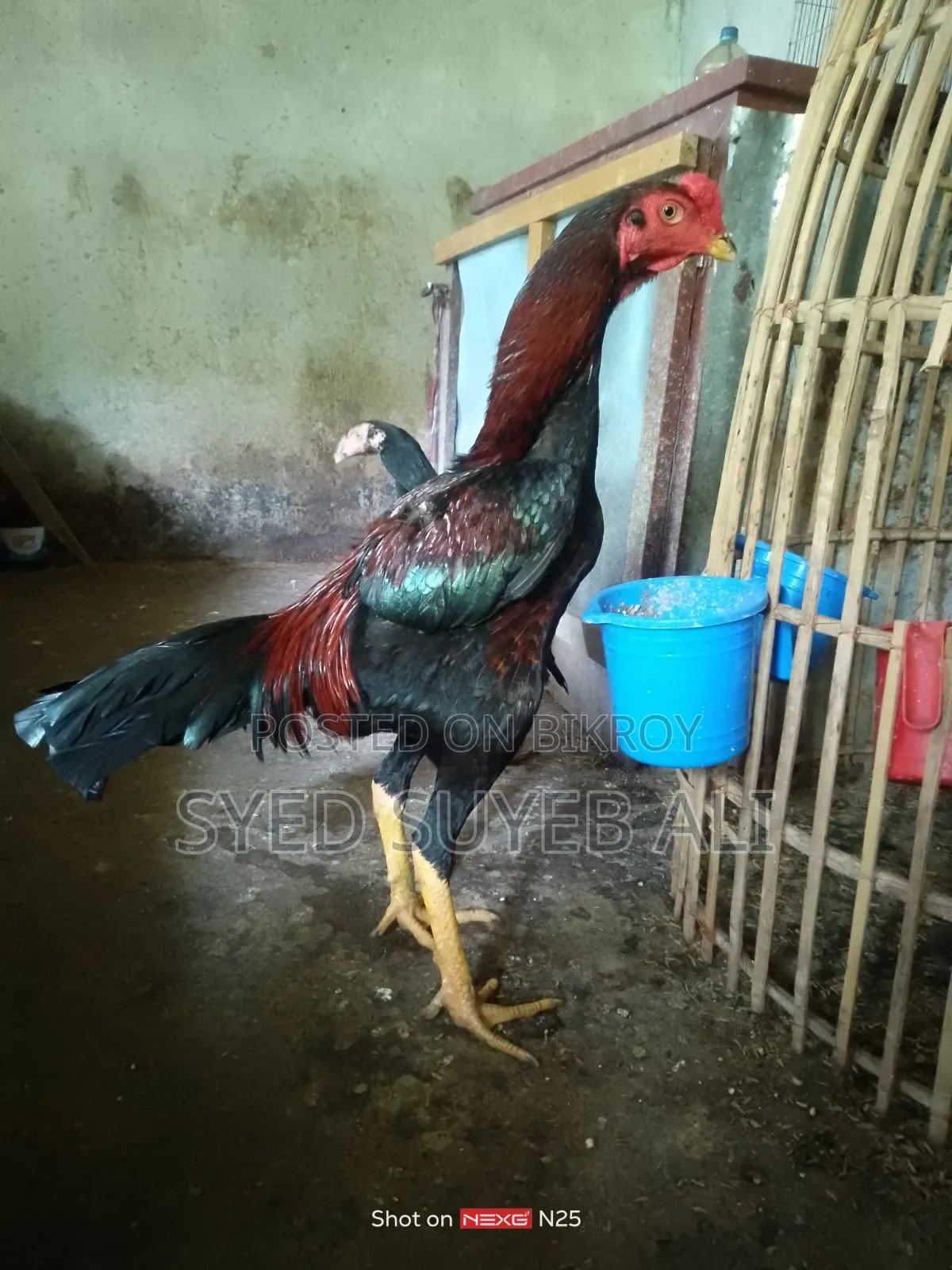 আছিল সরালি