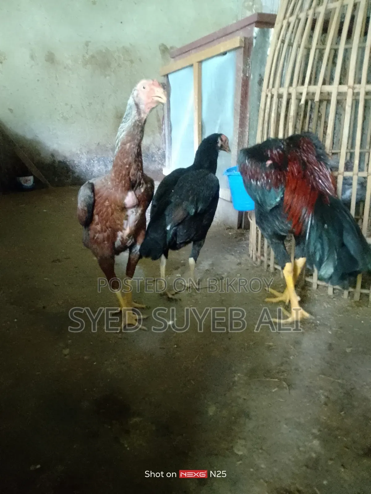 আছিল সরালি