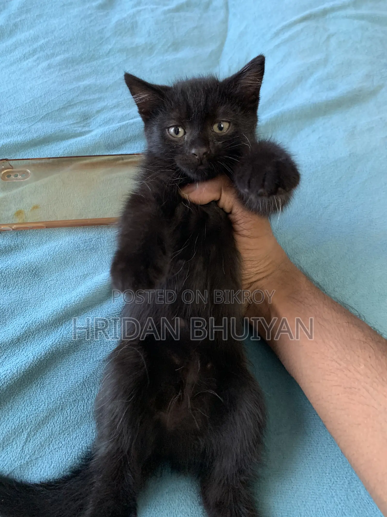 1-3 Months Female Mixed Breed Persian