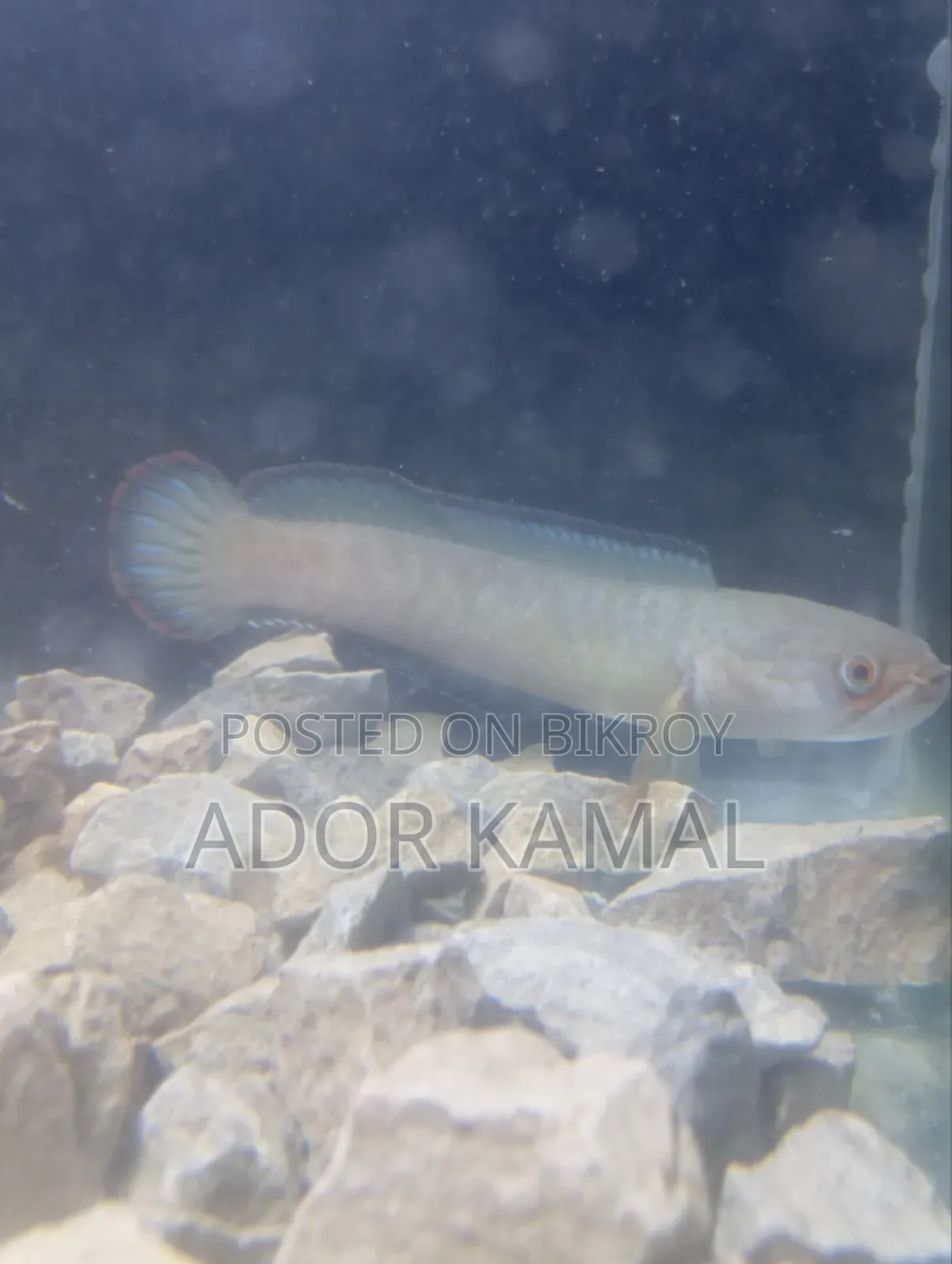 Channa Fish Full Colour