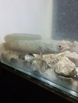 Channa Fish Full Colour