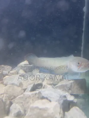 Channa Fish Full Colour