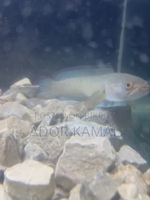 Channa Fish Full Colour