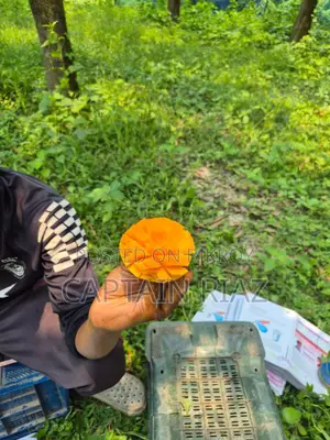 অরিজিনাল হিমসাগর আম