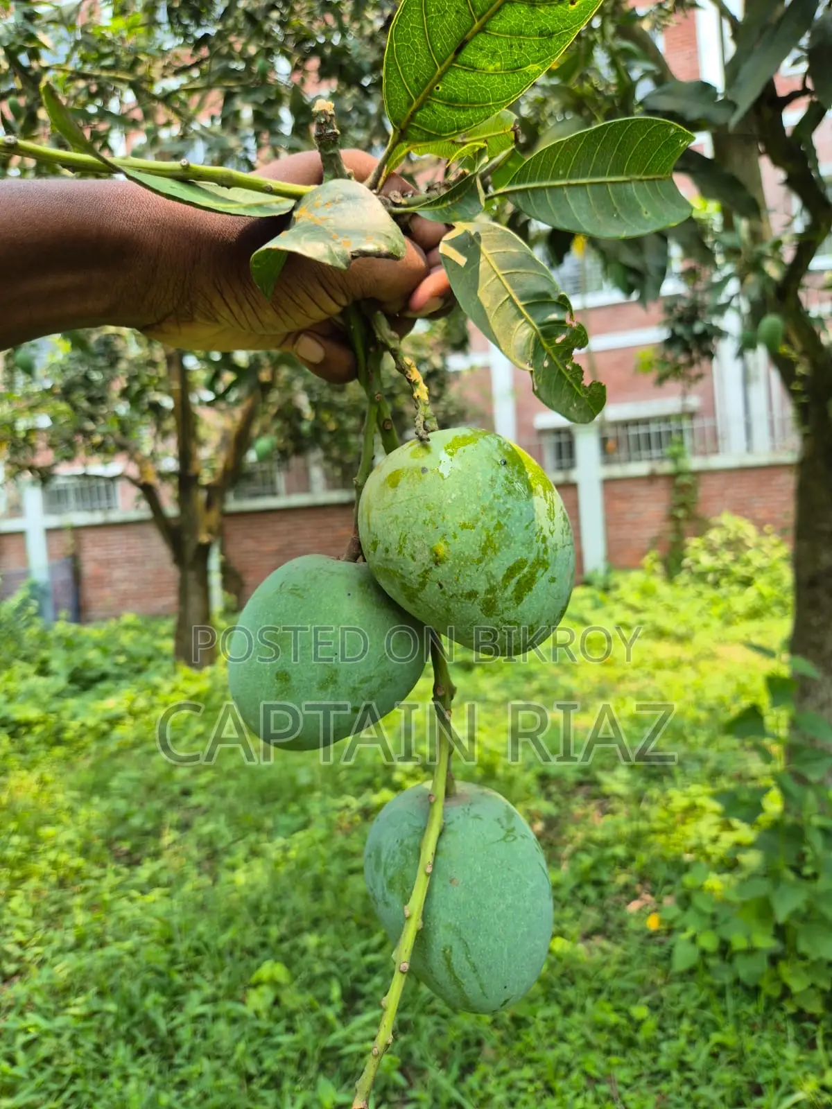 অরিজিনাল হিমসাগর আম