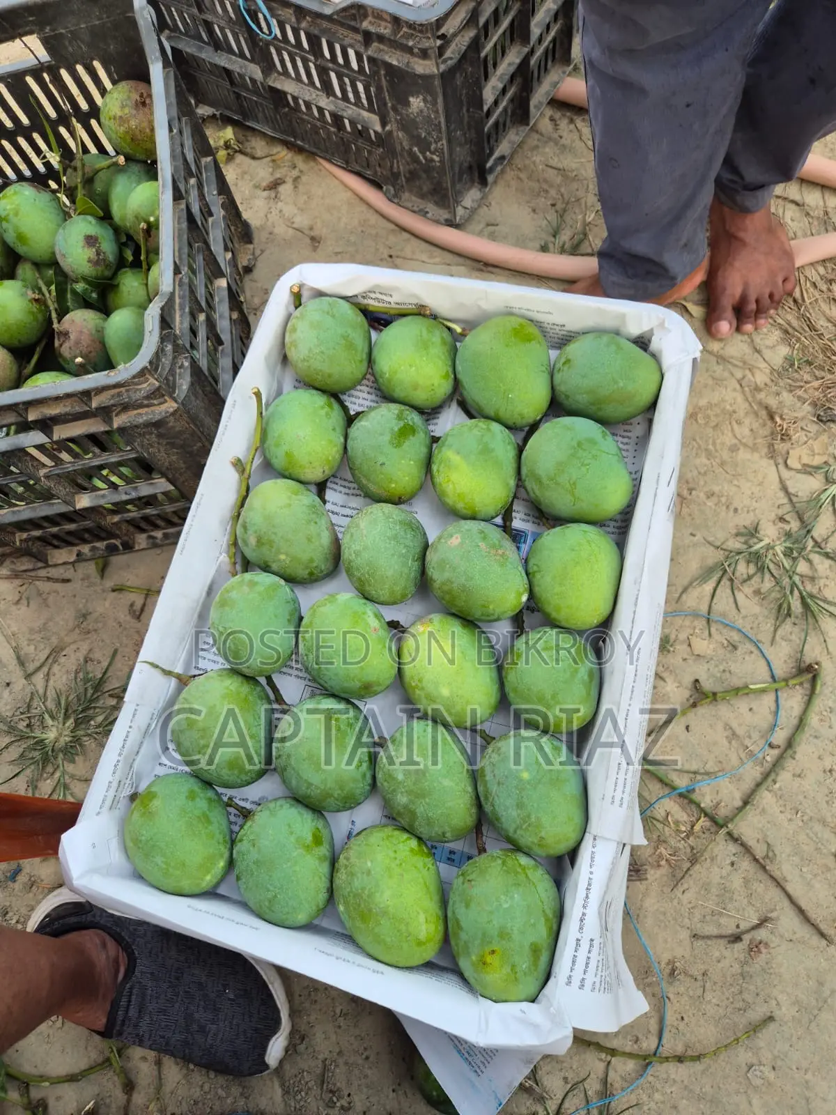 অরিজিনাল হিমসাগর আম