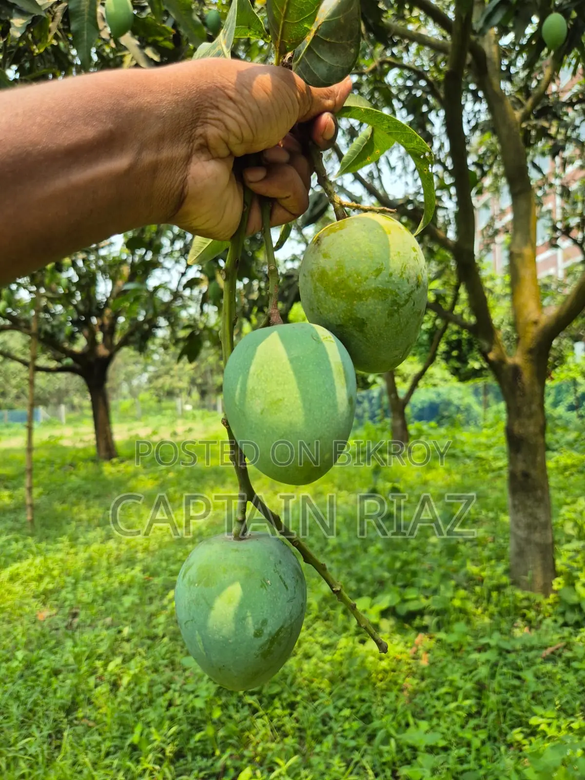 অরিজিনাল হিমসাগর আম