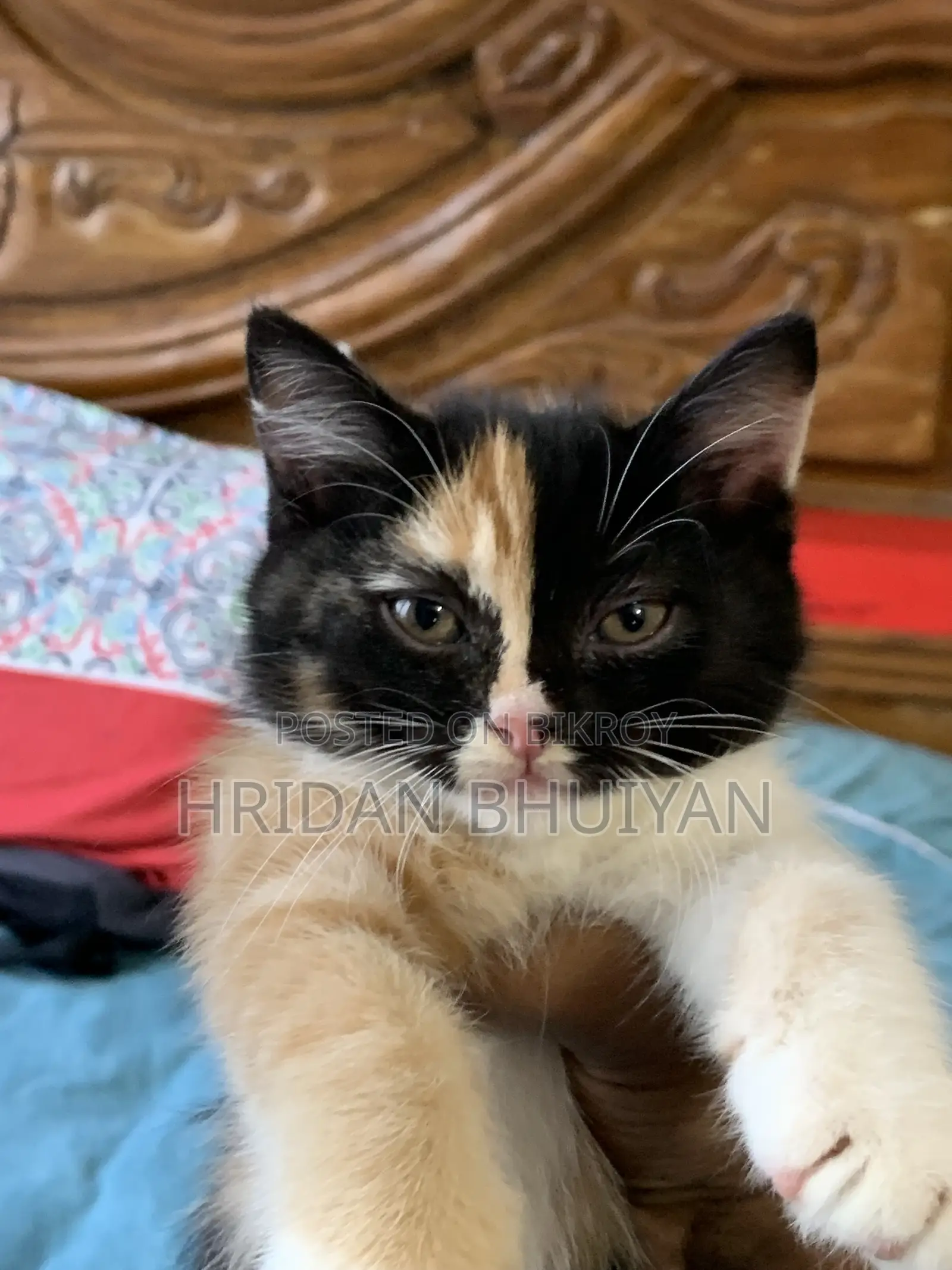 1-3 Months Female Mixed Breed Persian
