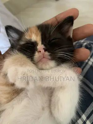 1-3 Months Female Mixed Breed Persian