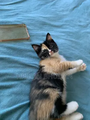 1-3 Months Female Mixed Breed Persian