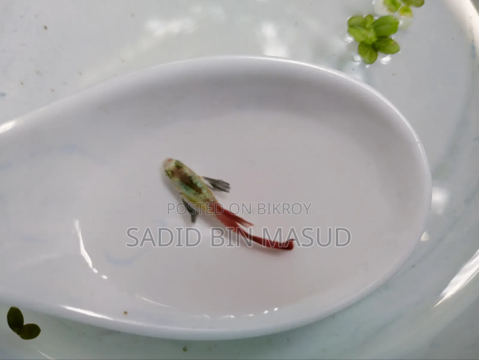 Red Tail Platinum Dumbo Elephant Ear Semi Adult