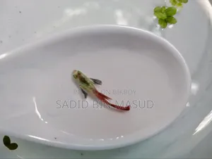 রেড টেইল প্ল্যাটিনাম ডাম্বো এলিফ্যান্ট ইয়ার সেমি অ্যাডাল্ট