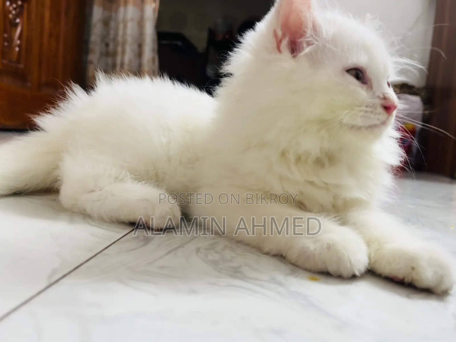 1-3 Months Male Purebred Persian