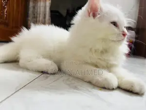 1-3 Months Male Purebred Persian