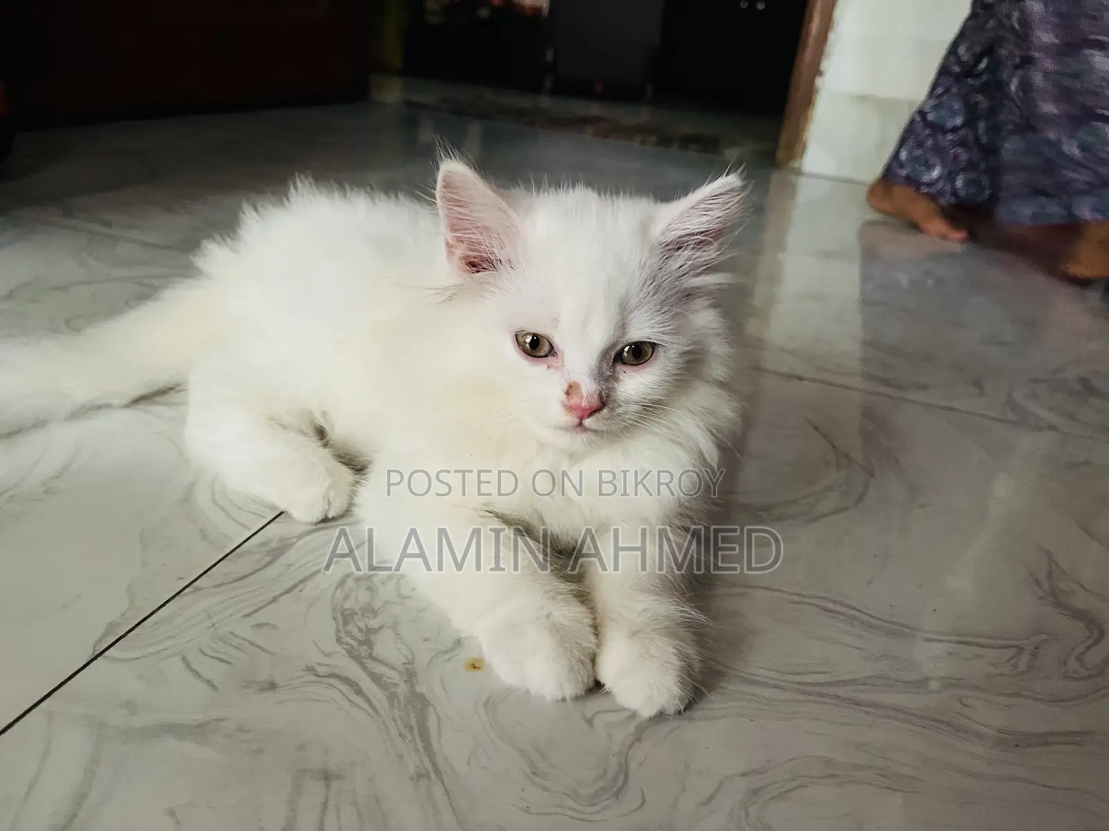 1-3 Months Male Purebred Persian
