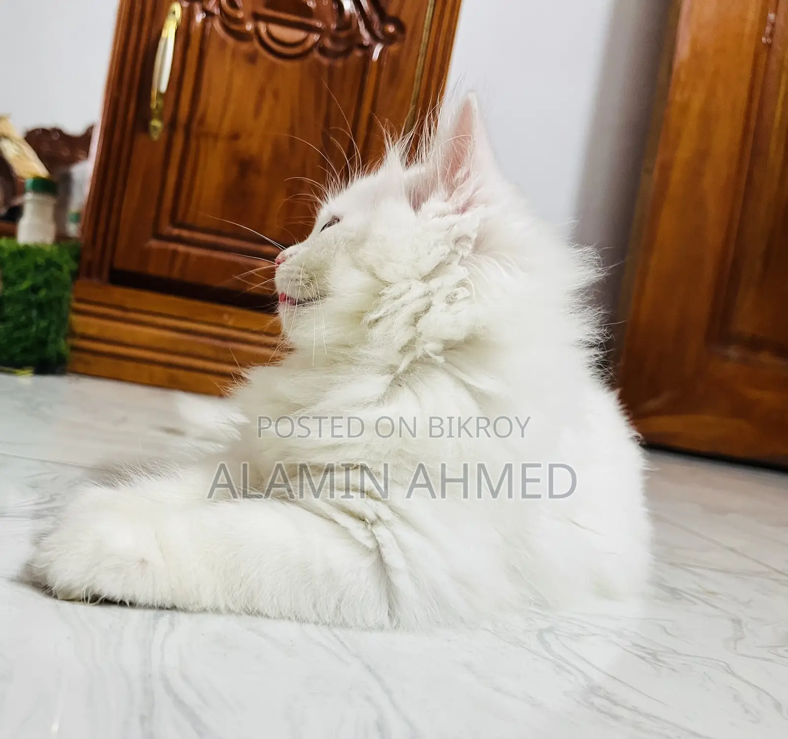 1-3 Months Male Purebred Persian