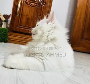 1-3 Months Male Purebred Persian