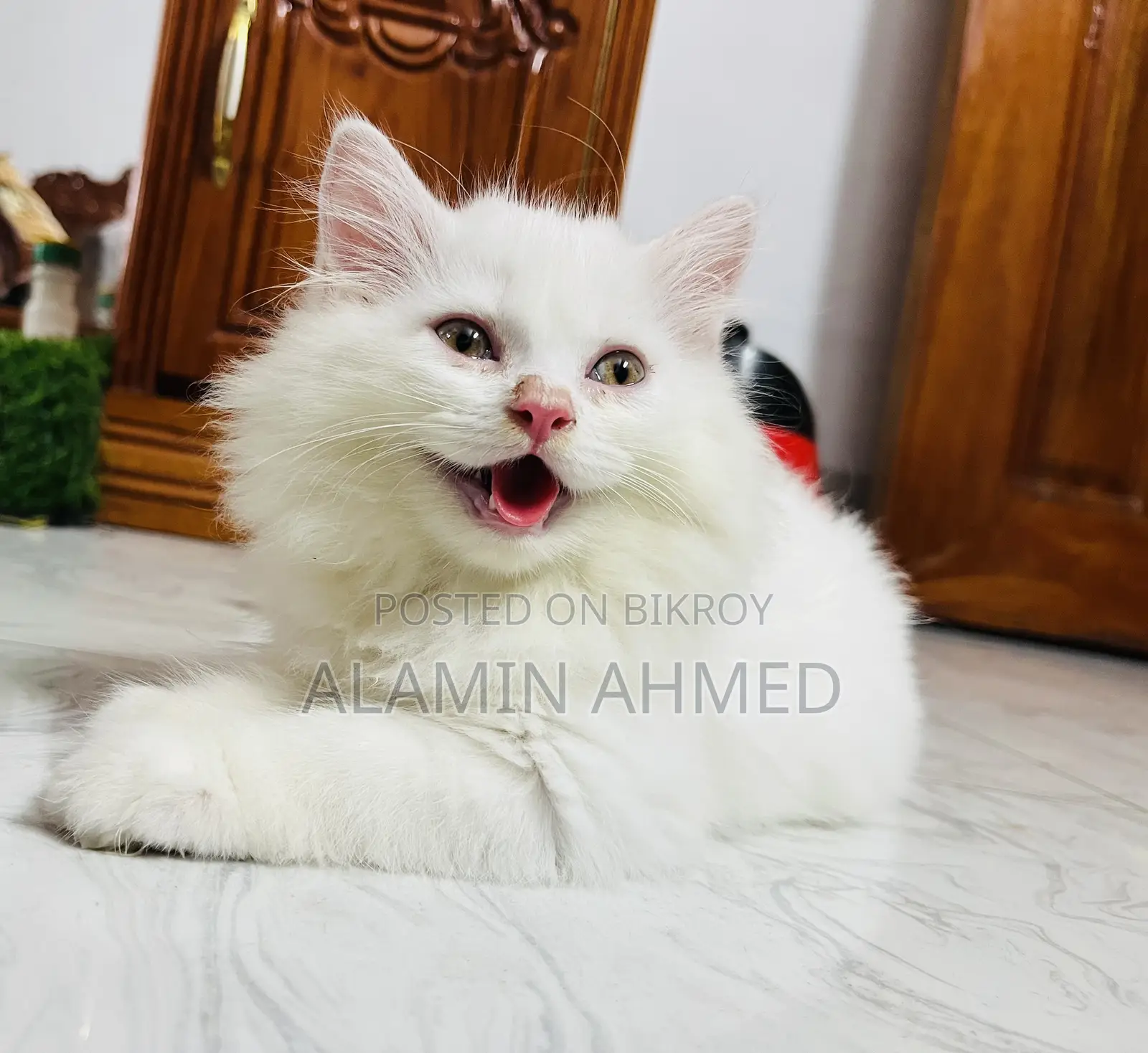 1-3 Months Male Purebred Persian