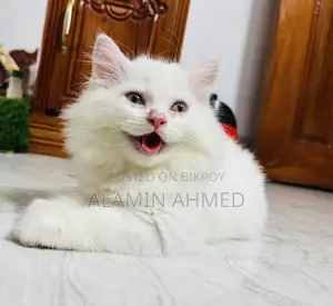 1-3 Months Male Purebred Persian