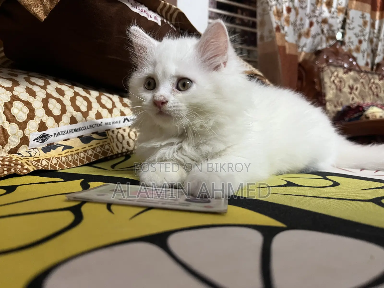 1-3 Months Male Purebred Persian