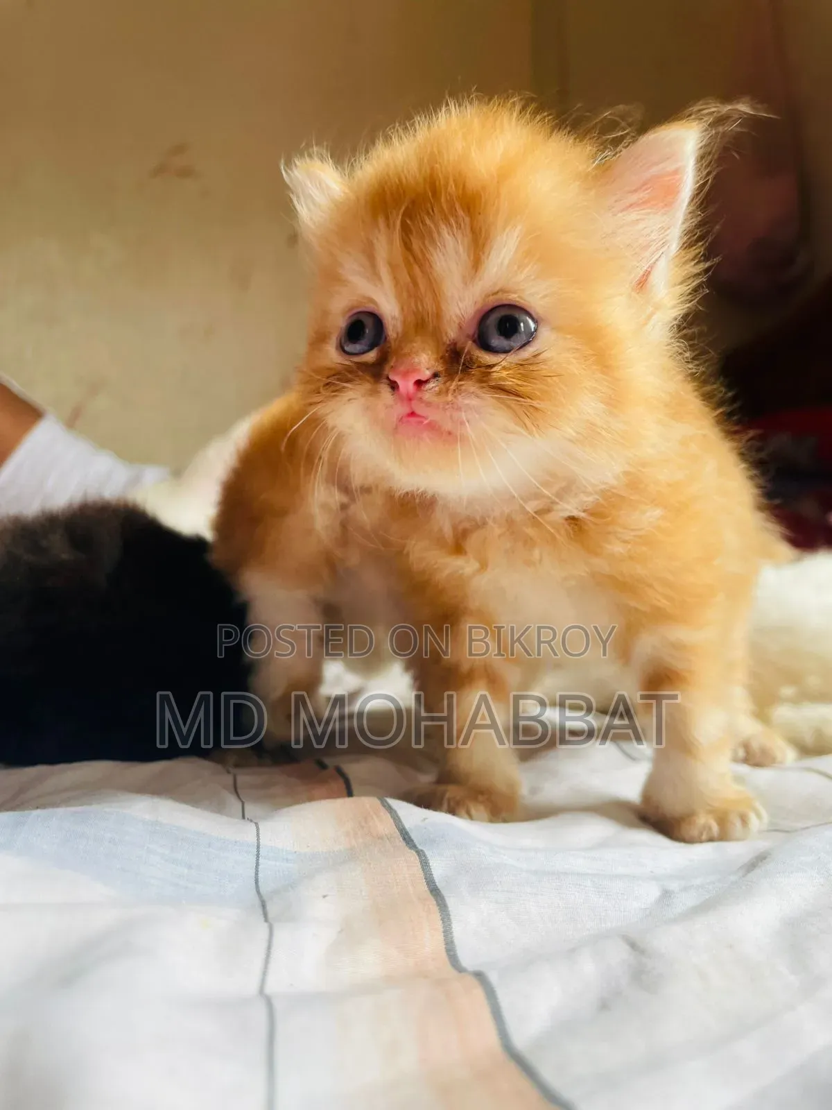 0-1 Month Male Purebred Persian
