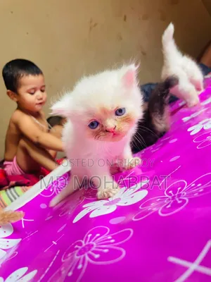 0-1 Month Male Purebred Persian
