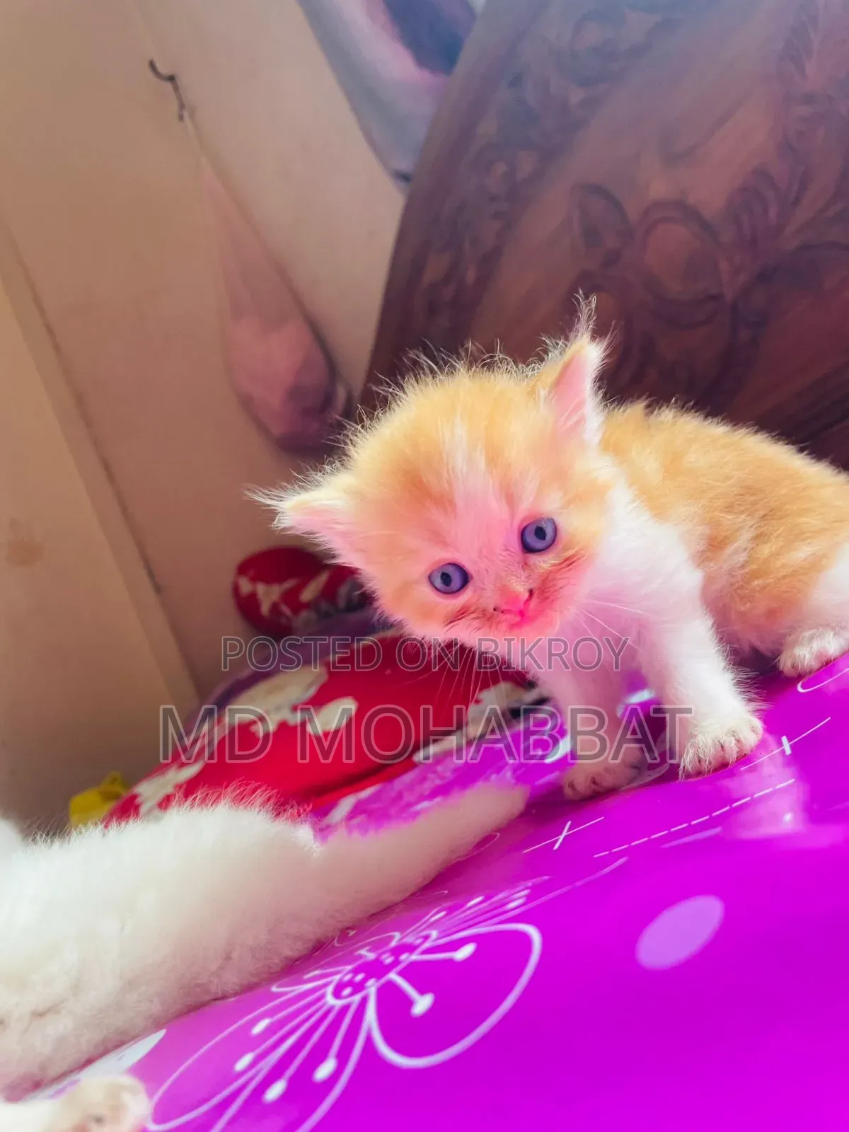 0-1 Month Male Purebred Persian