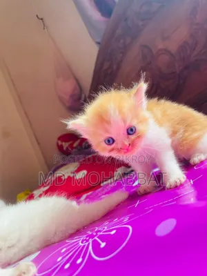 0-1 Month Male Purebred Persian