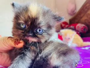 0-1 Month Male Purebred Persian