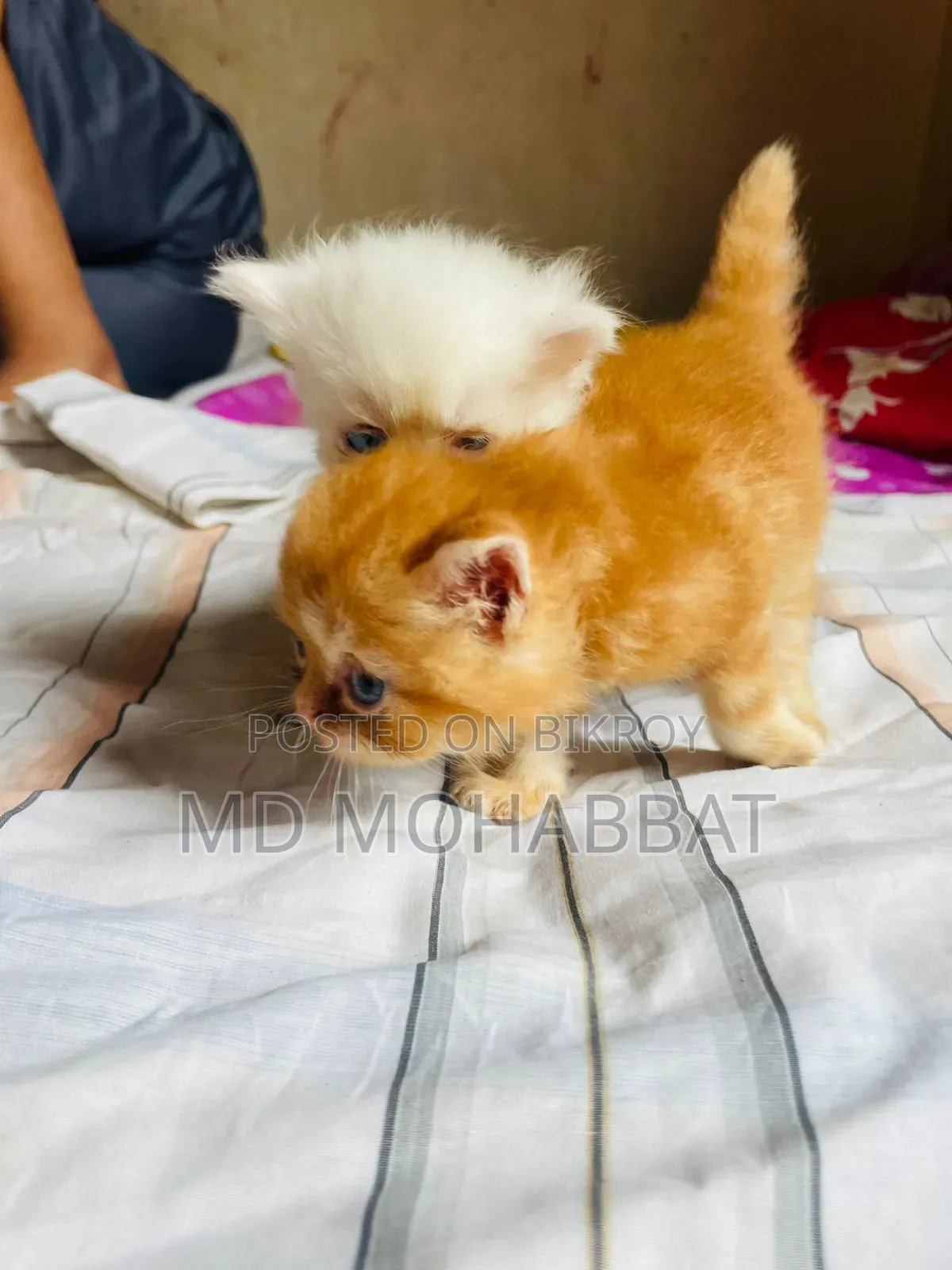 0-1 Month Male Purebred Persian
