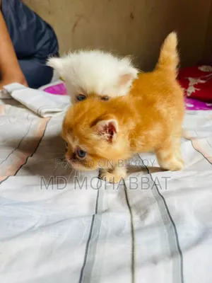 0-1 Month Male Purebred Persian